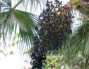 Acai Harvest Crop Mangosteen Harvest Crop