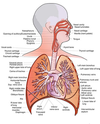 Natural Home Cures Himalayan Crystal Salt Diagram