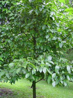 Natural Home Cures Freeze Dried Rich Pericarp Mangosteen Tree - Mangosteen Culture